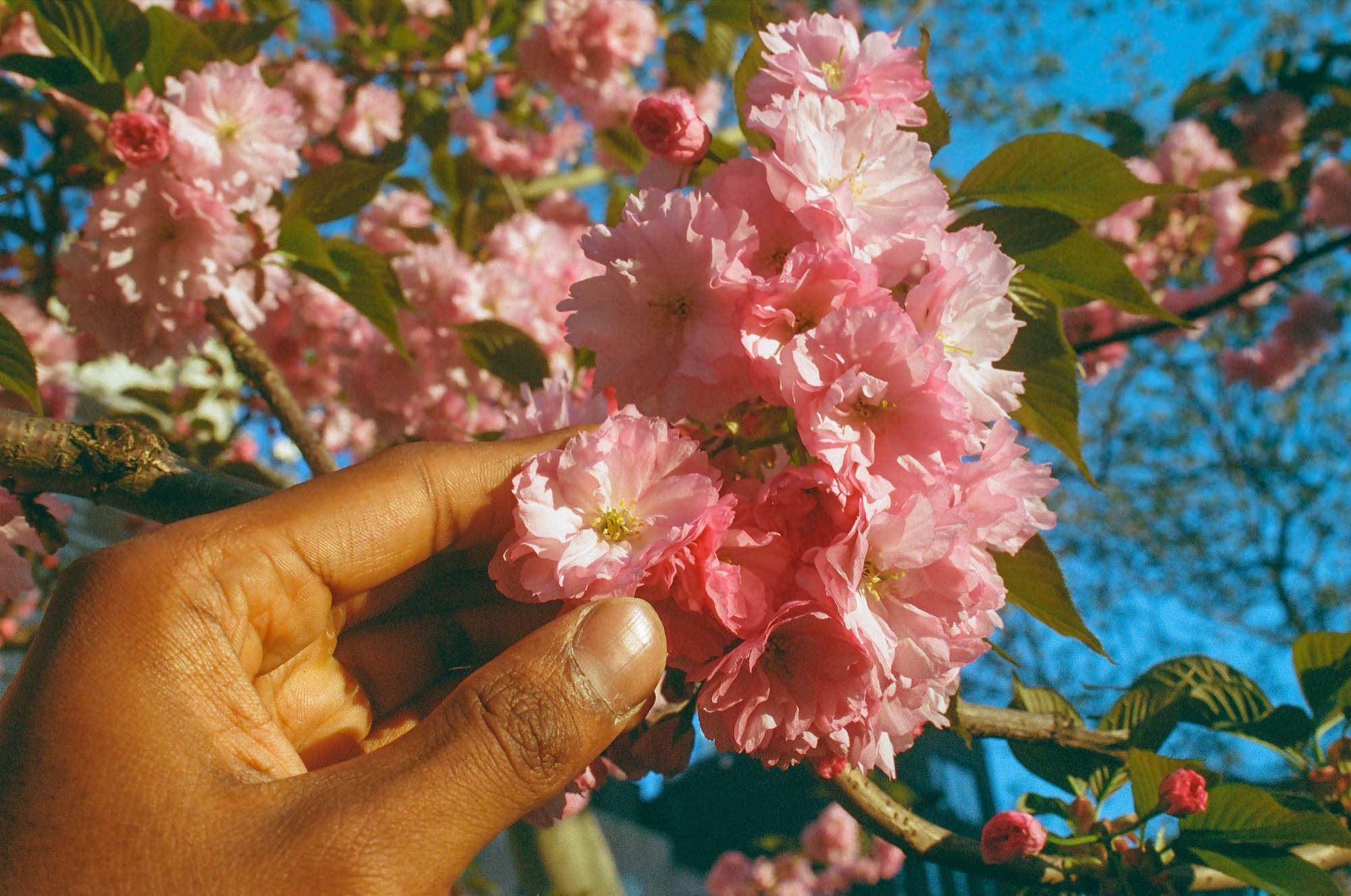 A hand holding cherry blossoms against a blue sky